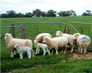 羊、牧場